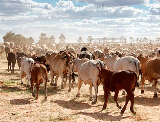 Cattle Farm