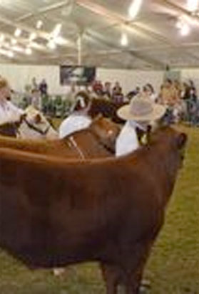 Cow Show
