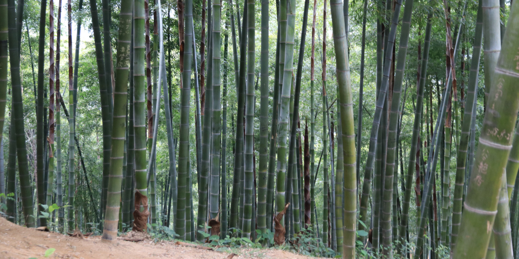 chinese moso bamboo