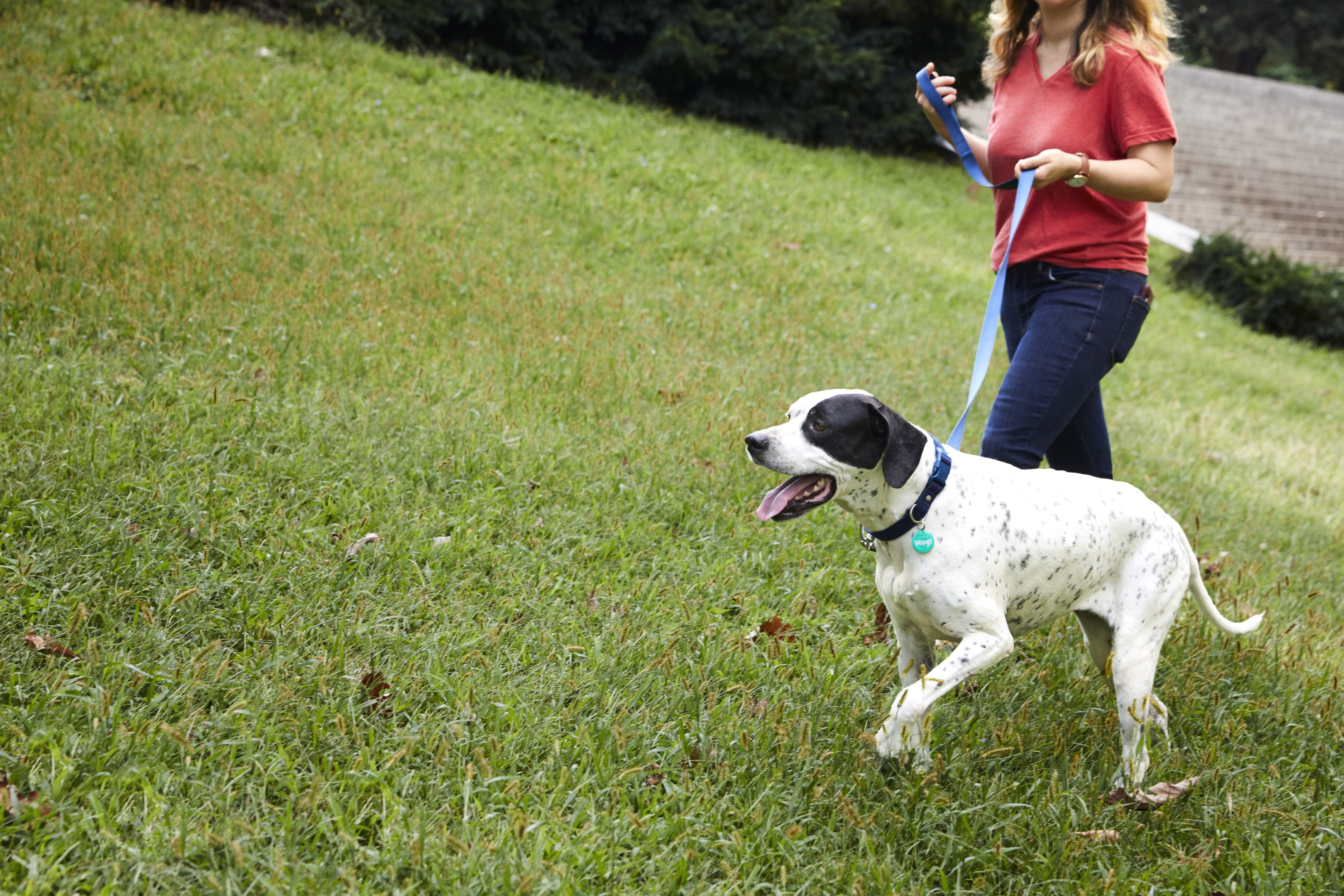 social dog walking groups near me