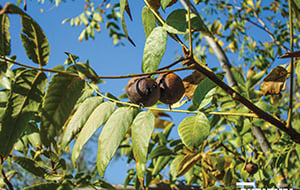 Prepper Plant Advisor: Walnuts