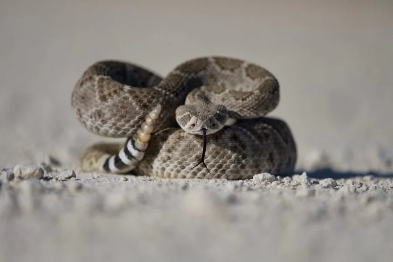 Carry These 3 Things In Your Pack Always For Snake Safety