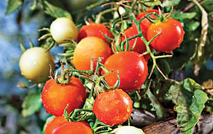 Preserve To Conserve- Your Tomatoes