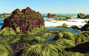 Seaweed As Survival Food