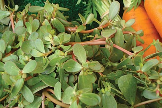 Purslane: Raw, Cooked or Pickled—It’s a Tasty Treat