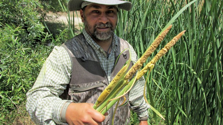 The Remarkable Cattail: Source for Food, Shelter, Other Necessities