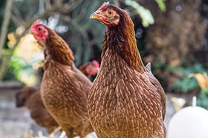 Avoid the Missteps of Raising Chickens