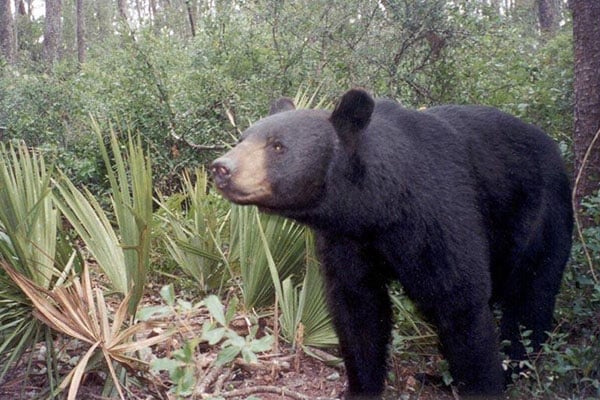 A_Florida_Black_Bear