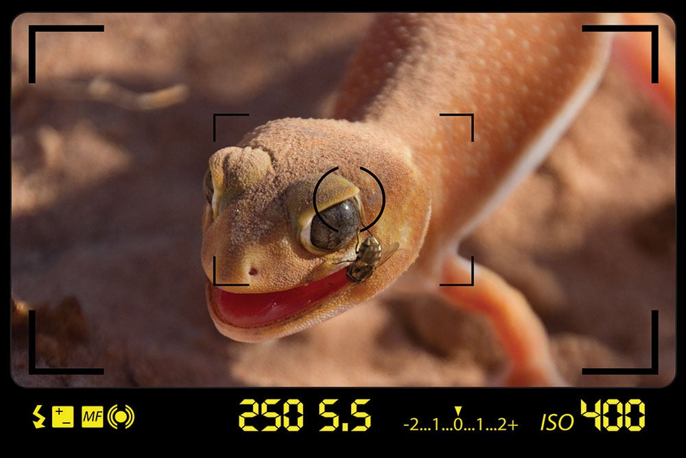 How Outdoor Photography Lenses Make a Photo: Viewfinder 