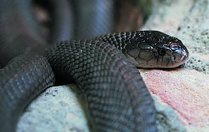 How To Avoid Venomous Snakes