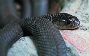 Being Safe Around Venomous Snakes