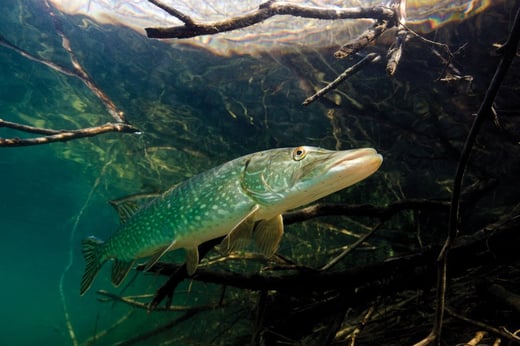 Fly-Fishing for Northern Pike