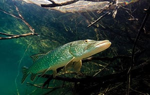 How to Fly Fish for Northern Pike