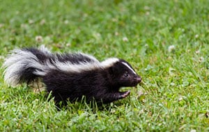 Skunked? Tomato Juice Won’t Stop the Stench