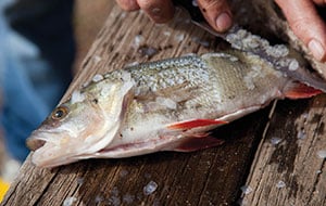 How To Clean and Filet a Fish