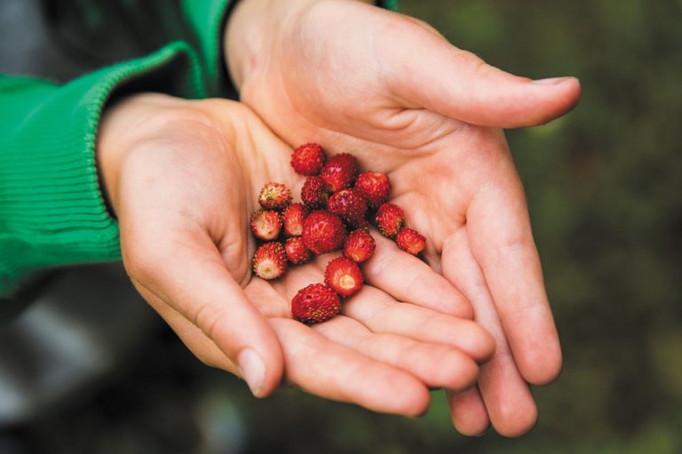 How To Find Berries and Other Edibles in the Forest