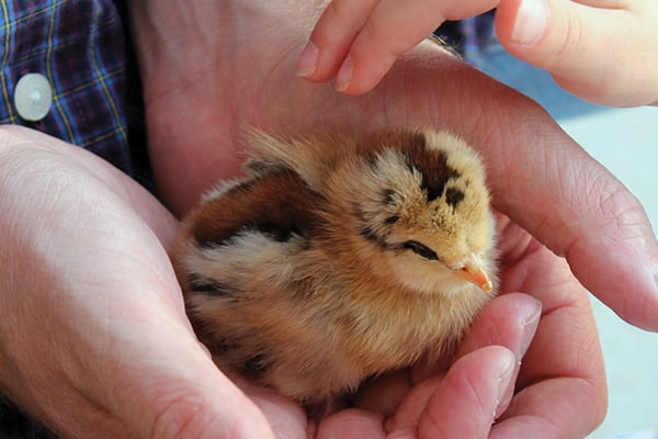 Top Tips For Raising Chickens