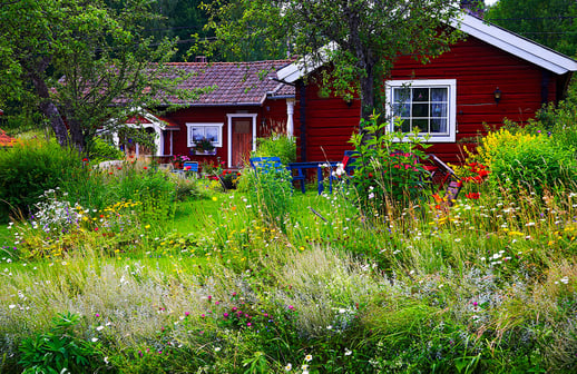 Get Wild with Wildflowers