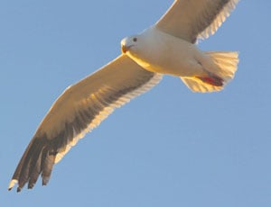 Seagull2