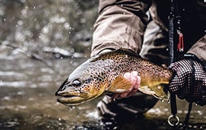 How To Land a Trophy Brown Trout When Streamer Fishing