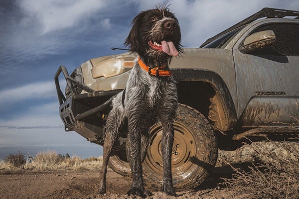 Tread-Dogs-Camping-13-1