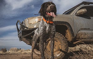 Tread-Dogs-Camping-13