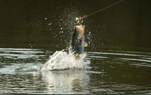 5 Survival Fishing Techniques To Know