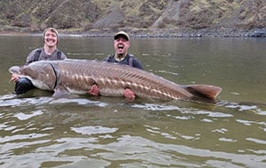 ICYMI: Biologists Hook Three 500-Pound Sturgeon in Idaho’s Snake River