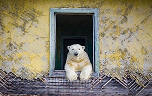 PHOTOS: Polar Bears Play House on Arctic Island