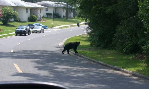 Black Bears Adapt To Life Near Humans By Burning the Midnight Oil