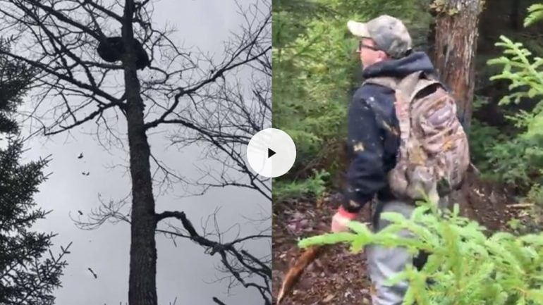 Black Bear Rains Down Massive Dump on Hunter’s Head