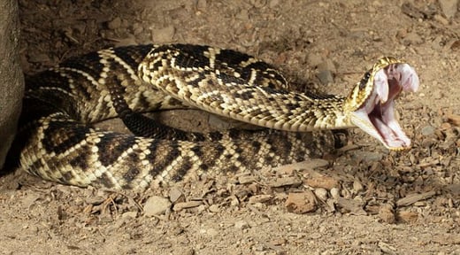 How To Identify the 9 Most Venomous Snakes in North America