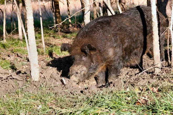Bowhunting Hogs Not for Weak of Heart