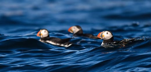 The Wildlife of Acadia National Park