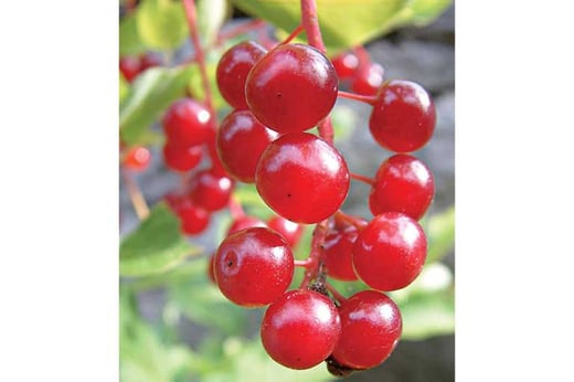 Prepper Plant Advisor: Wild Cherries