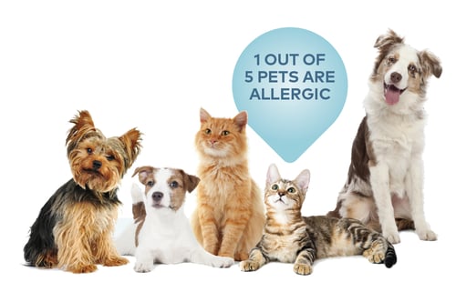 1-of-5-pets-are-allergic-1