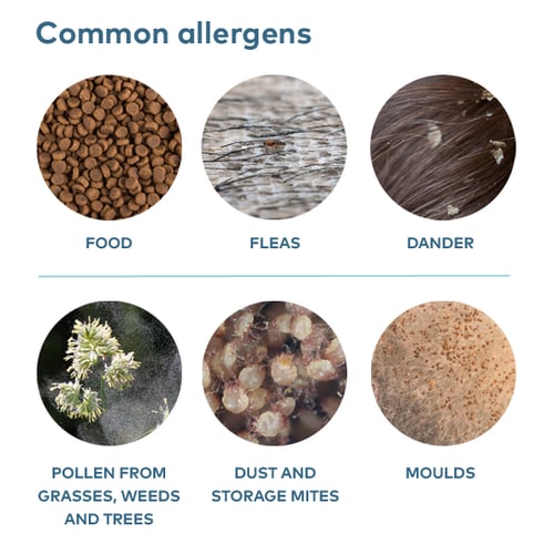 common-allergens
