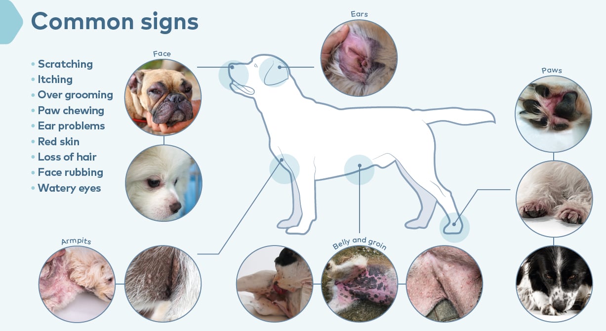 common-signs-allergy-dog