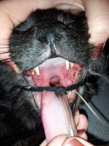 Feline stomatitis treatment outlet options