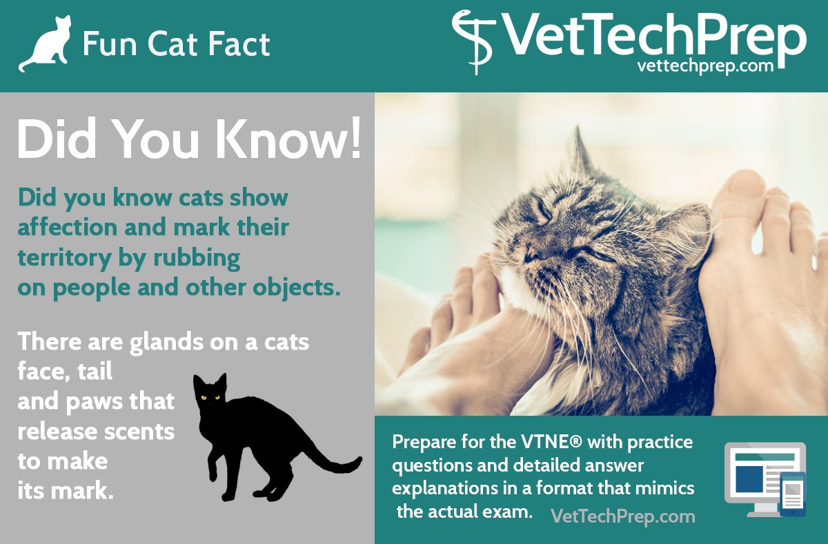 FACT-VTP-funcatfact