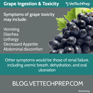 Grapes2