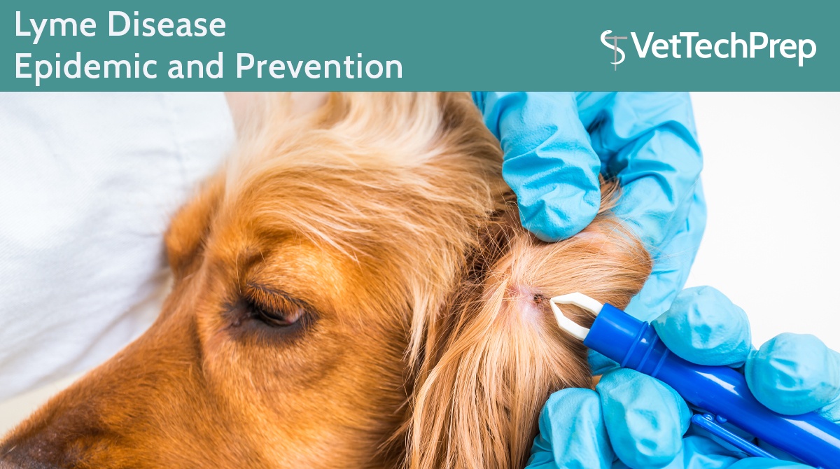 Lyme-Disease-Epidemic-and-Prevention1