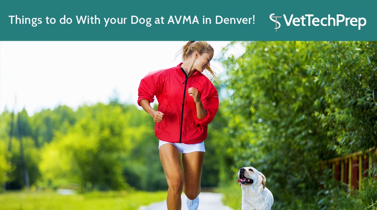 Things-to-do-With-your-Dog-at-AVMA-in-Denver!