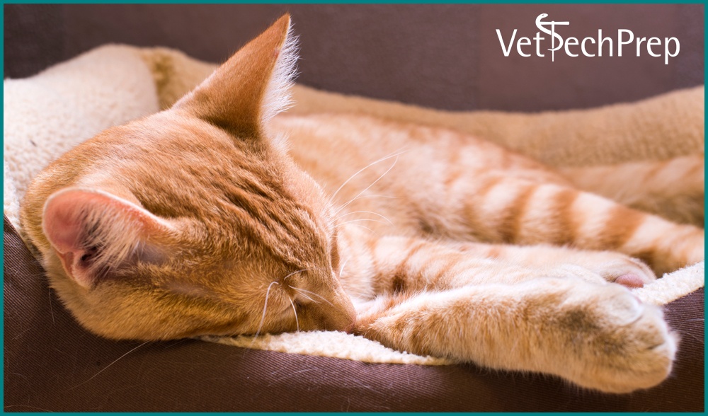 VTP-CatSleeping-1