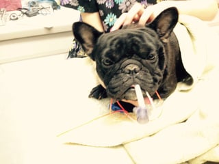 brachycephalictube.jpg
