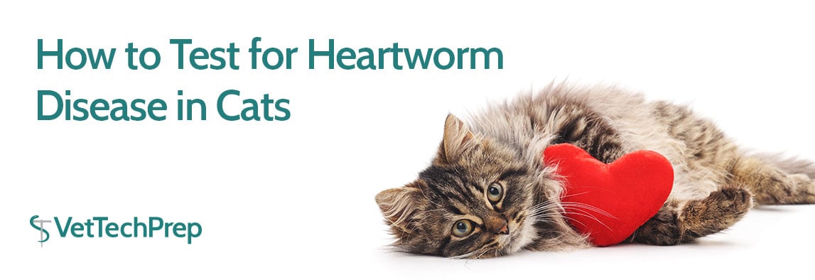 cat-hw