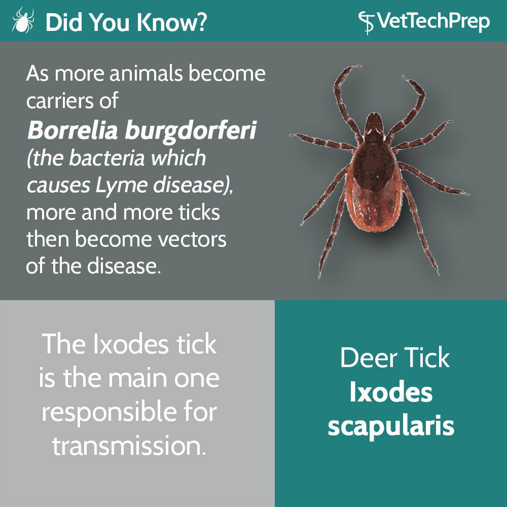 tick-article