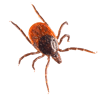 tick01