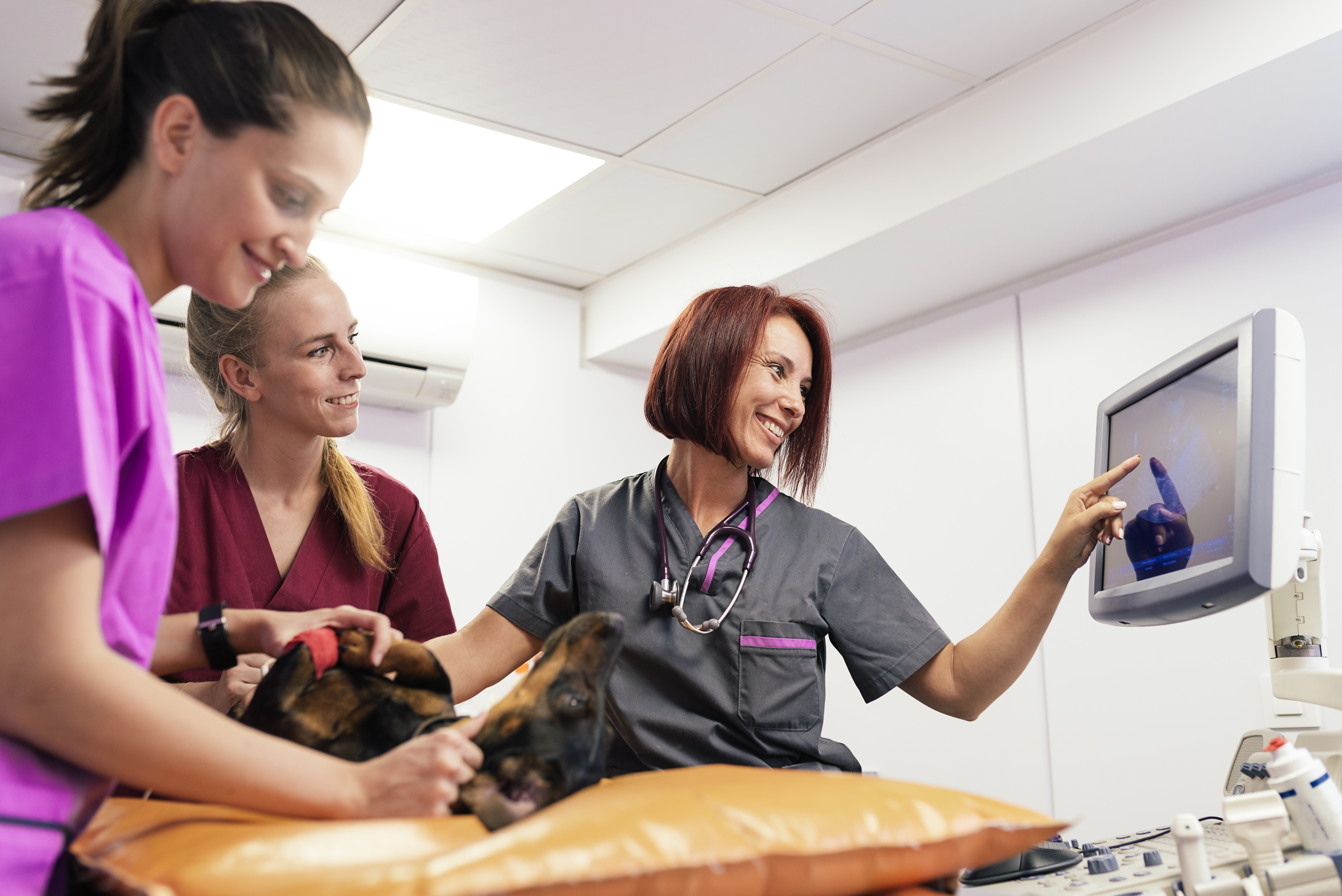 ultrasound dog