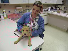 SmallAnimalVetTech
